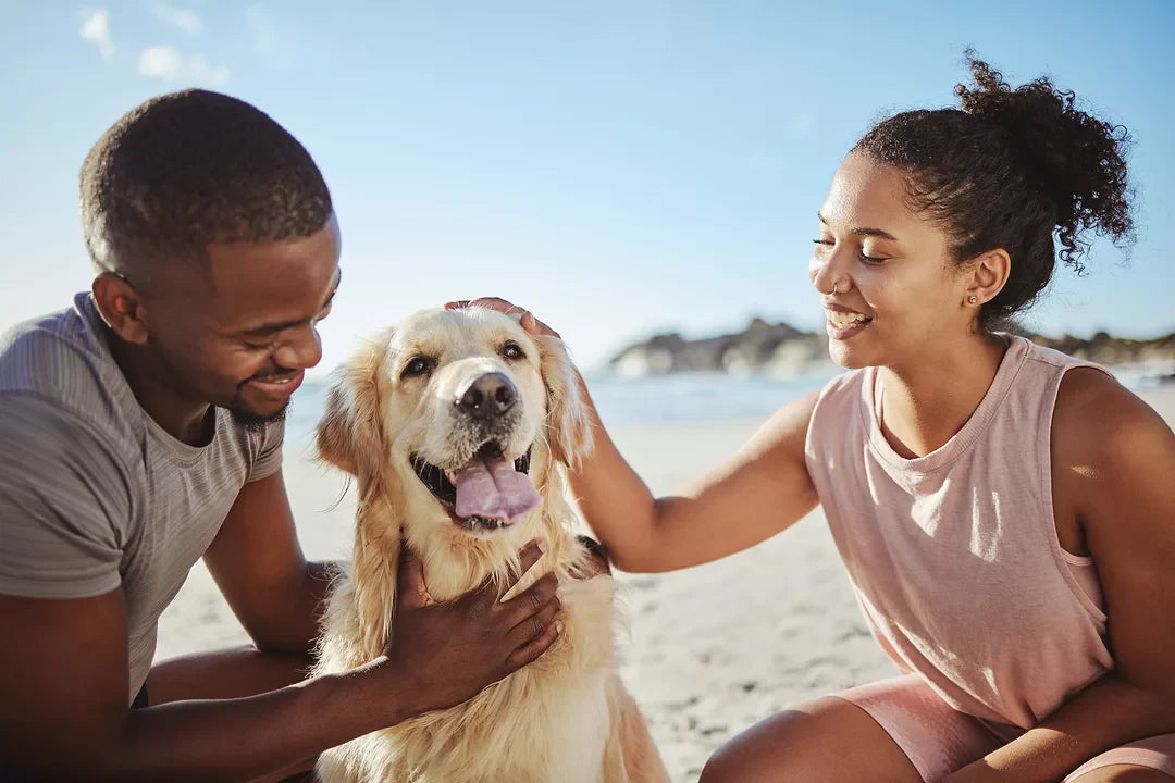 Welcome to FriskyAndMaggiesPets.com – Everything Your Pets Need, All in One Place