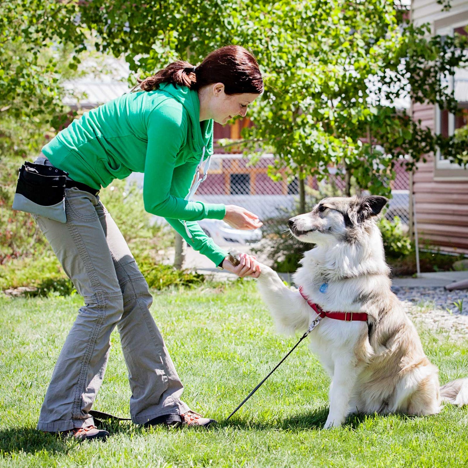 Collars, Leashes and Harnesses