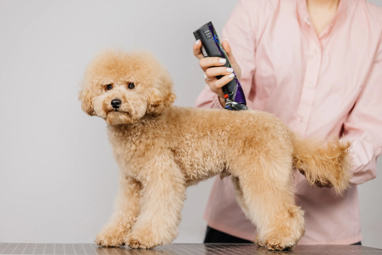 Grooming Supplies